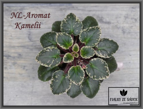 NL-Aromat Kamelii